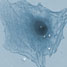 Preosteoblasts on a CPP-modified surface