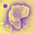 Respiratory syncytial virus
