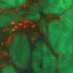 Fluorescence image of peptides in cells