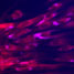 Skin cells on a temperature-responsive gel