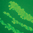 Fibroblasts growing on a gellan gum hydrogel surface