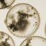 Microcapsules