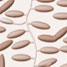 Liquid crystal elastomer containing bent-core nematics