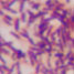 Bacillus subtilis