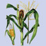 Maize plant