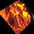 Fluorescing bacteria