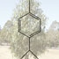 Eucalyptus tree with p-cymene structure