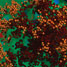 Virus and cancer cells