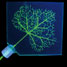 Microvascular network