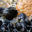 Blue sea mussels