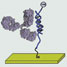 Probe DNA attached to electrode