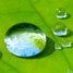 Lotus leaf