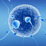 Serm cells