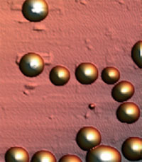 AFM images of the nanospheres