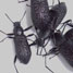 Alaskan beetles