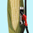 Biofuel