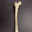 Bone