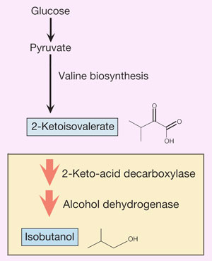 Schematic of biosynthetic pathway from glucose to isobutanol