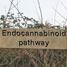 Pathway to endocannabinoids