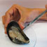 Bacteria in mussels
