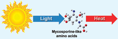 Mystery of natural sunscreen solved