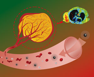 The smaller nanoparticles stay in the bloodstream longer because they don't accumulate in the liver as quickly as larger nanoparticles