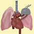 Lungs