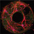 Mapping brain networks