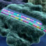 Chips make short work of RNA synthesis