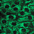 Merocyanine dye fluorescent image