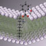 Protic ionic liquid permeating a model membrane