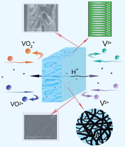 Schematic drawing of membrane in action