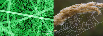 Spider web and sticky nanofibre net structure