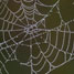 Spider web
