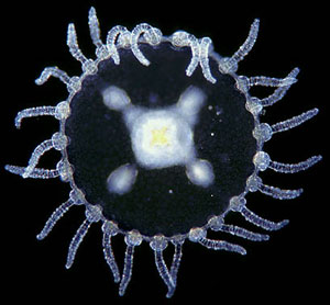 Obelia medusa jellyfish
