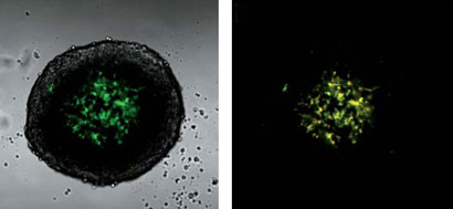 Before and after photoconversion on the spheroids