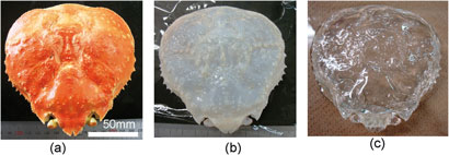 Preparing the transparent crab shell