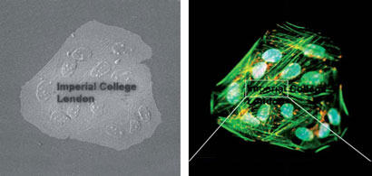 Both SIM (left) and fluorescence (right) microscopies can be performed on the same sample 