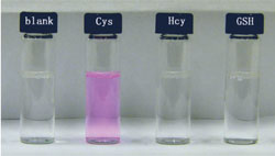 Row of sample vials with a blank control (clear and colourless), cysteine (pink), homocysteine (clear and colourless) and glutathione (clear and colourless)