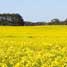 Canola