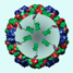 Proteins within a virus shell