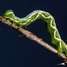 Polymer caterpillar