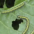 Caterpillars on cabbage