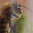 Wasp