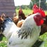 Chickens