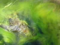 Cladophora algae