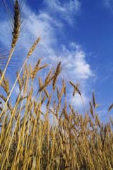 Wheat