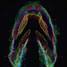 Zebrafish embryo illuminated with fluorescent reagents
