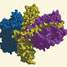 Clostridium botulinium neurotoxin
