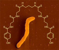 Closthioamide